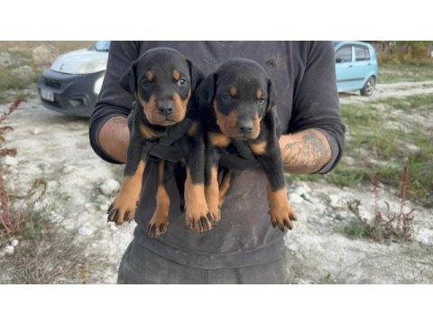 Doberman yavruları