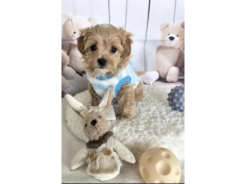 A kalite maltipoo yavrularımız