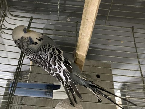 Jumbo çift altında yumurtaları ile birlikte muhabbet kuşu