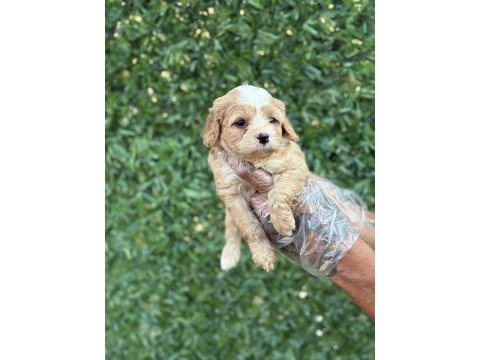 Cavapoo yavrularım