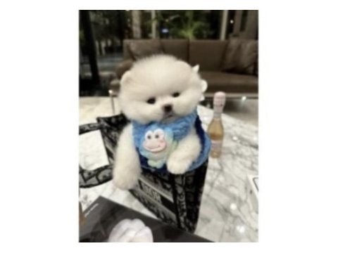 Pomeranian yavrularımız