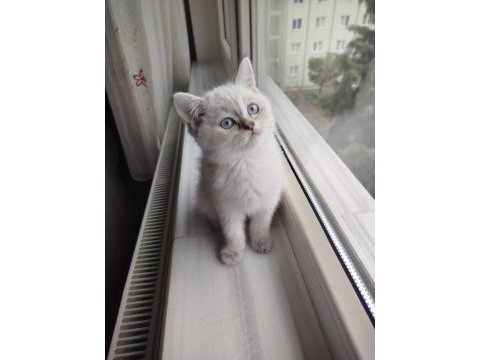 British shorthair blue