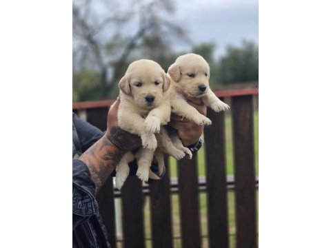 Golden retriever yavruları