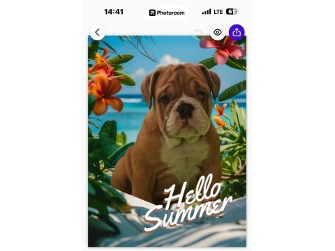 Tuvalet eğitimli ingiliz bulldog yavrumuz