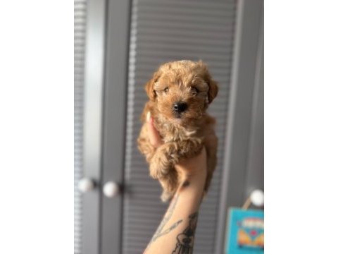 Sevimli maltipoo yavrularımız
