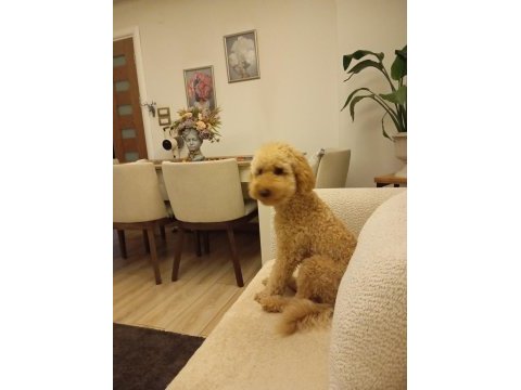 Sahibinden 7 aylık erkek toy poodle