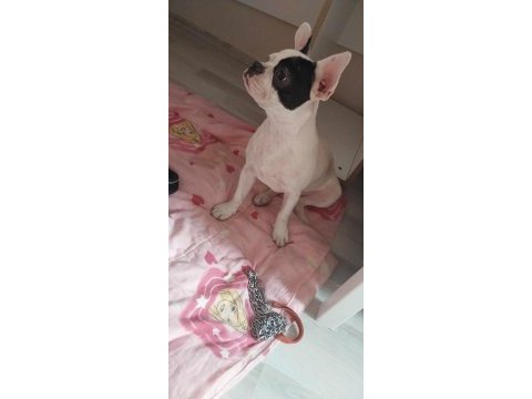 Ücretsiz sahiplendirilecek french bulldog açıklamaya bakın