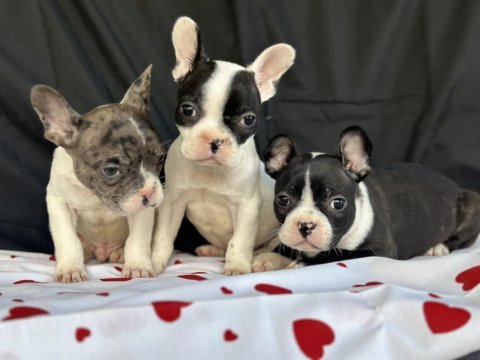 Fransız bulldog yavrularımız