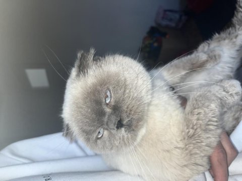 Blue point 1 buçuk yaşında erkek scottish fold