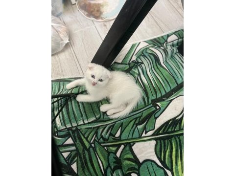 4 aylık dişi scottish fold
