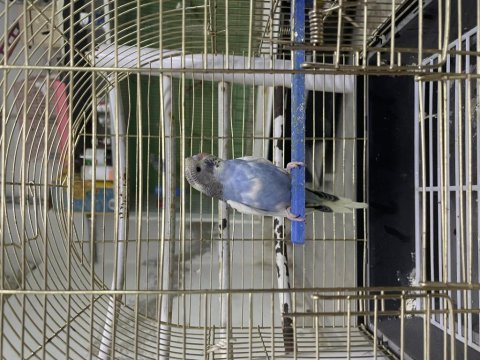 Yavru ister kafesli ister kafessiz gider