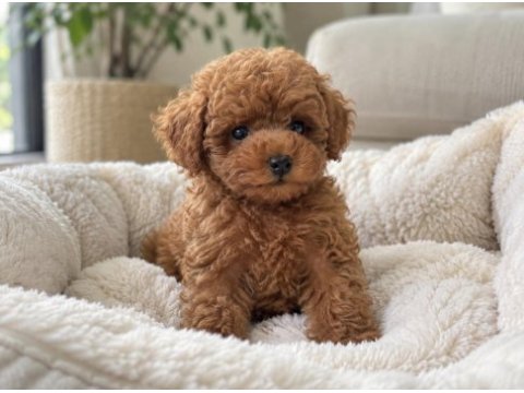   baby face poodle yavrular