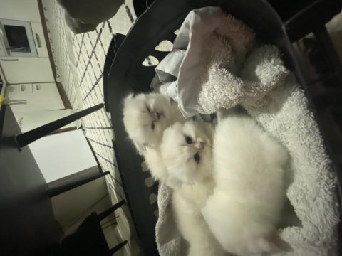 Scottish fold yavrular çok tatlı