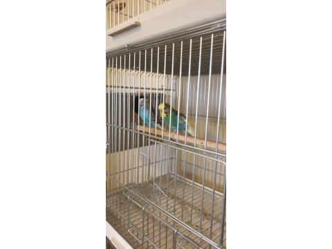 Renk güzeli genç bakıcı takım muhabbet kuşu