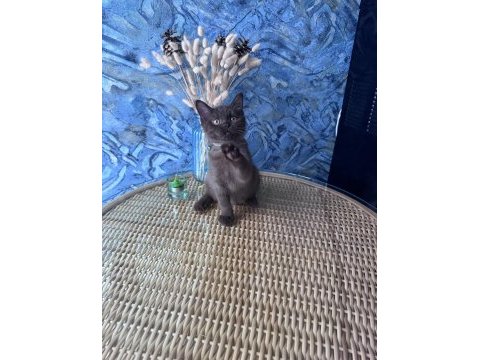 British shorthair nadir bulunan chocolate erkek yavru