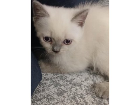 British shorthair yavrular yeni yuva arıyor