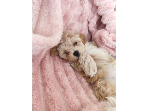 Kg garantili maltipoo