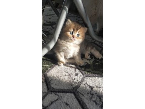 British longhair erkek