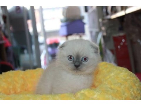 Scottish fold cinsi yavrumuz