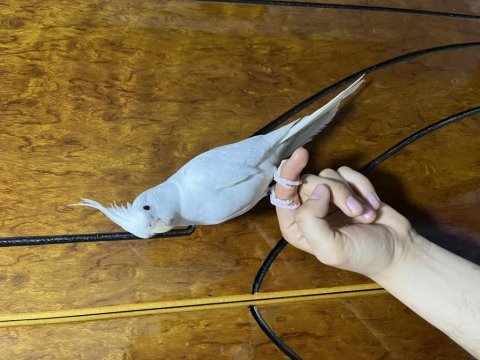 Ele alışık sultan papağanı konuşur bakımlıdır