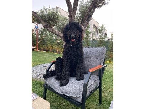 Standart poodle kızımıza eş arıyoruz