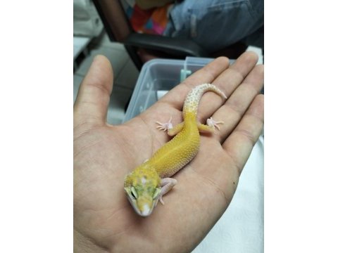 Yavru leopar gecko