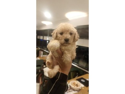 54 günlük dişi poodle