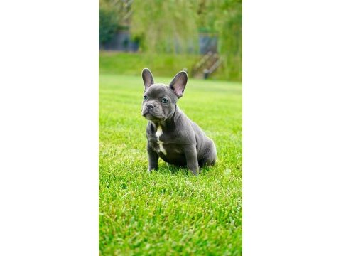 French bulldog yavruları çiftlikten 