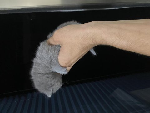 Yavru kedi