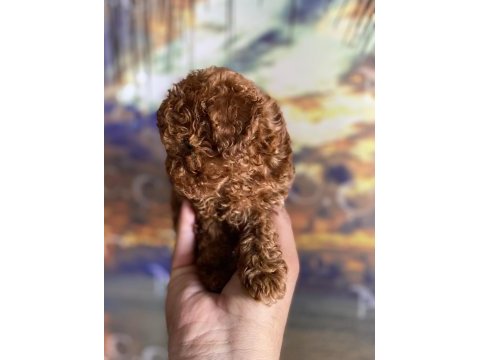 Orjinal micro ayarında red brown poodle