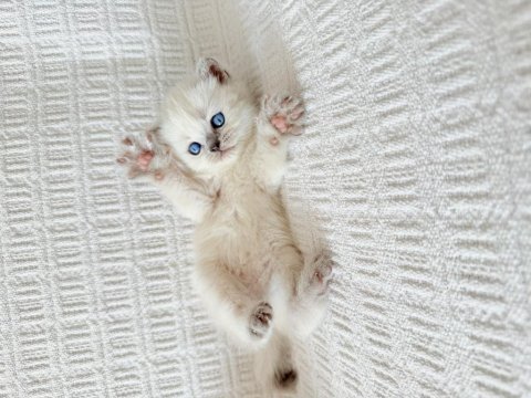 Blue point british shorthair bebekler