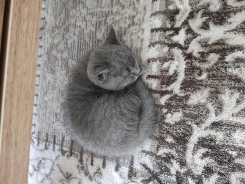 British shorthair oğlumuza yuva arıyoruz