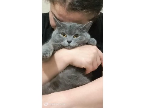 15 aylık british shorthair