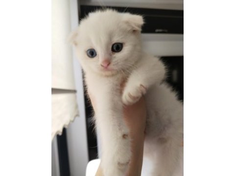 Ciddi alıcı arasın scottish fold