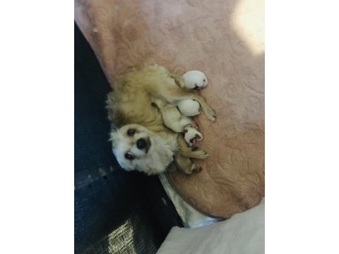 Yeni chihuahua bebekler doğdu 4 beyaz 1 sarı