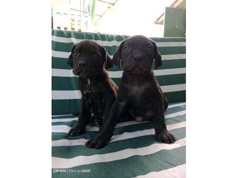 Cane corso yavrularımız ırk garantilidir