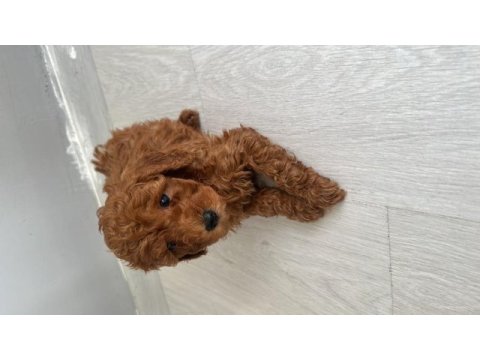 Anne altından toy poodle yavrumuz