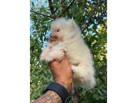 Süt beyaz pomeranian boo bebeklerim