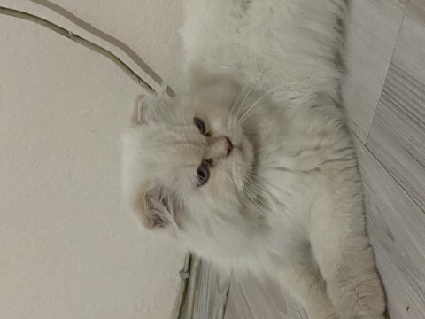 Satılık british long hair 7 aylık temiz bakımlı uysal
