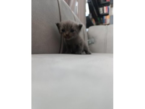 Scottish fold kedisi