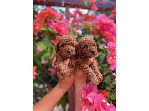 Red brown toy poodle yavrularımız