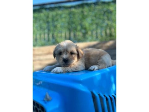 Maltipoo köpekleri teslime hazır