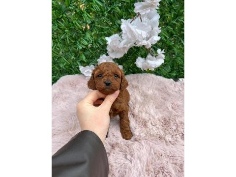 Toy poodle bebekler
