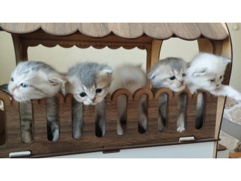 Güzel yavrularımız sahiplendirilecektir scottish fold
