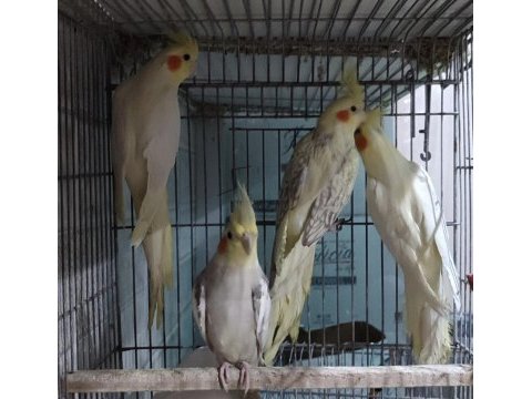 Teslime hazır sultan papağanları yetişen alır
