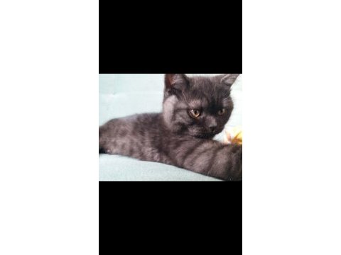 3,5 aylık british shorthair kedimiz sahiplendirilecektir
