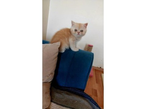 Exotic shorthair erkek yavru