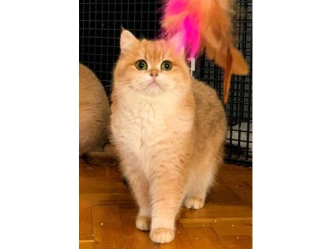 British shorthair golden ny 12 yavrular