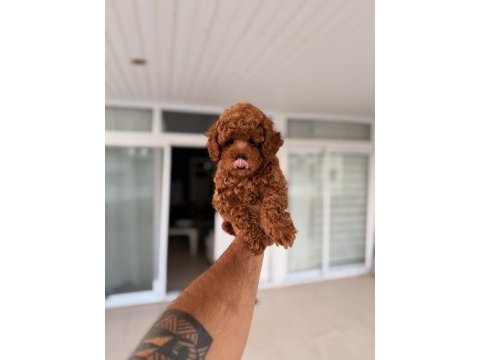 Mersin pomeranian boo orjinal yavrular