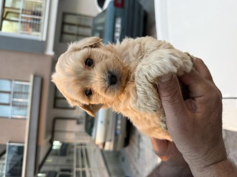 Orjinal sağlık ve ırk garantili maltipoo